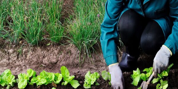 Fundación Yammine - Agricultura ecológica ¡Apuesta segura para la sostenibilidad empresarial! - FOTO