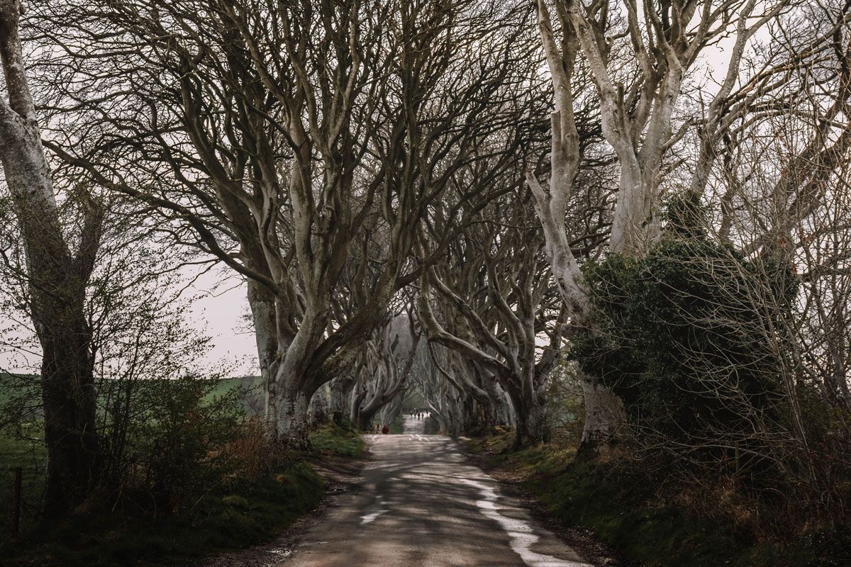 excursiones desde Dublín Dark Hedges