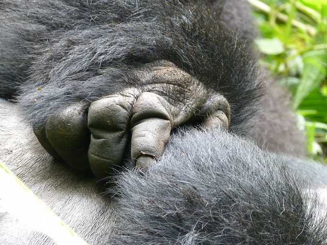 Mano de gorila en Uganda