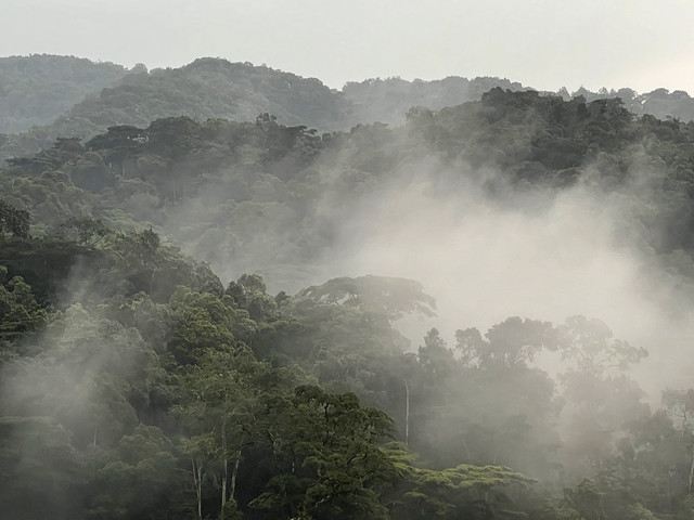 Bosque impenetrable de Bwindi en Uganda