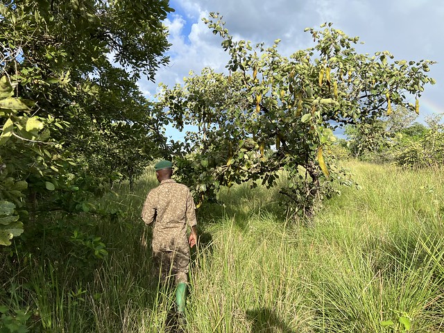 Caminata del safari a pie para ver rinocerontes en Ziwa (Uganda)