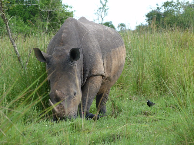 Rinoceronte en la Reserva de Ziwa (Uganda)