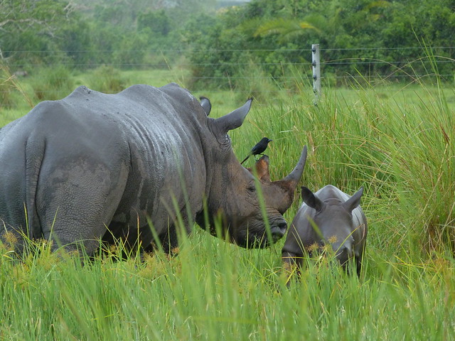 Rinocerontes en la Reserva de Ziwa (Uganda)