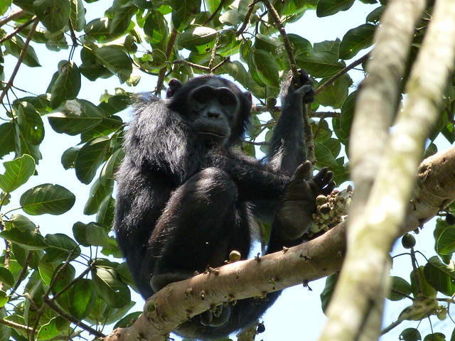 Chimpancé en el Bosque de Budongo (Uganda)