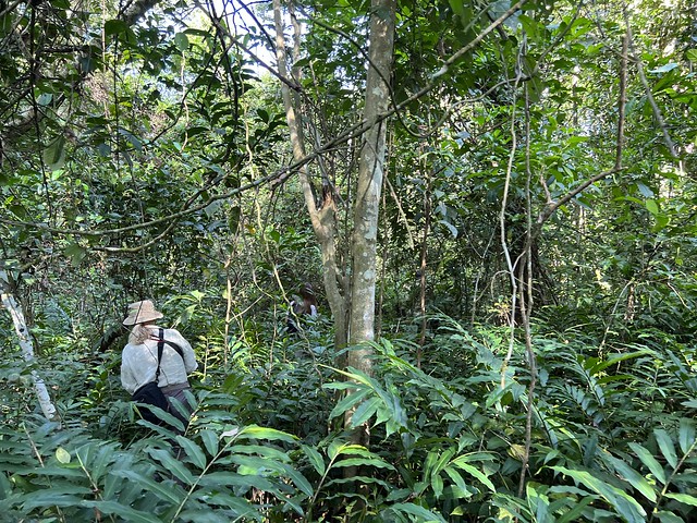 Bosque de Budongo (Uganda)