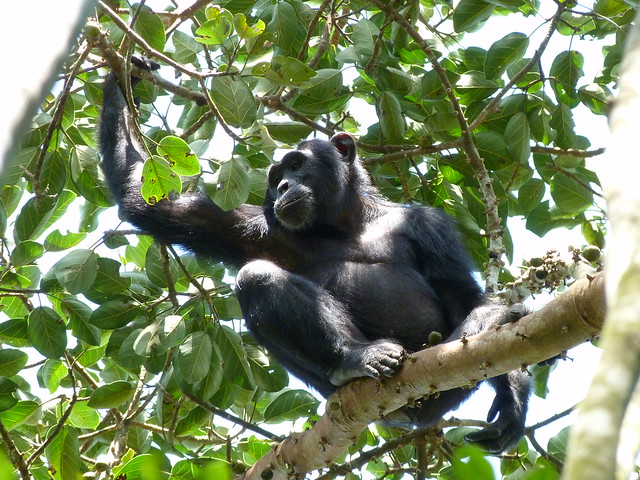 Chimpancé en el Bosque de Budongo, Uganda