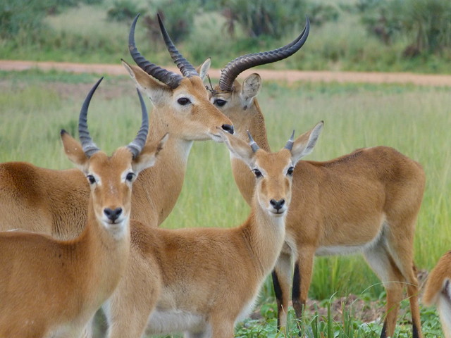Kobos de Uganda en el Parque Nacional Murchison Falls