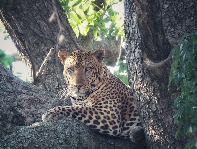 Leopardo fotografiado en el viaje a Uganda