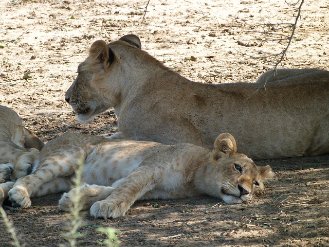 Leones en el Parque Nacional Murchison Falls (Uganda)