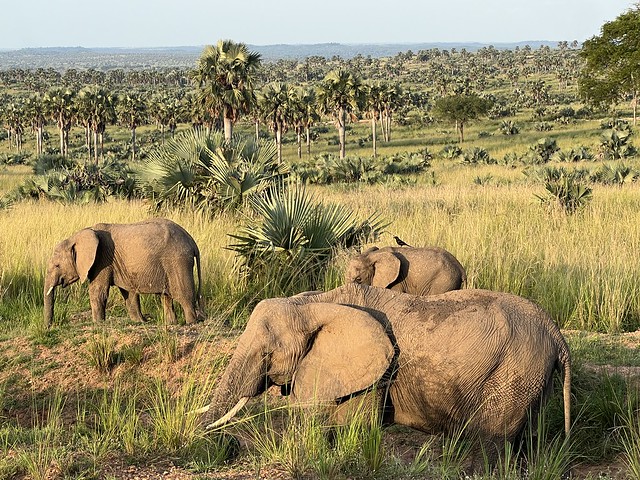 Elefantes en el Parque Nacional Murchison Falls (Uganda)