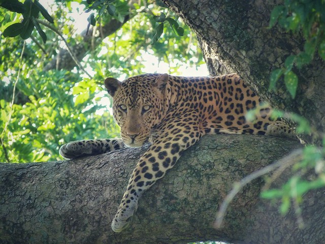 Leopardo en Uganda