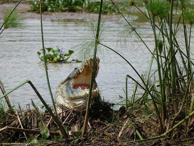 Cocodrilo en el Nilo (Uganda)