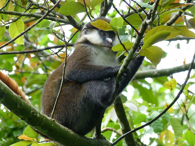 Hay más de una decena de tipos de primates en el Bosque de Kibale (Uganda)