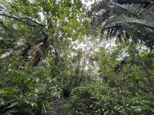 Bosque de Kibale (Uganda)