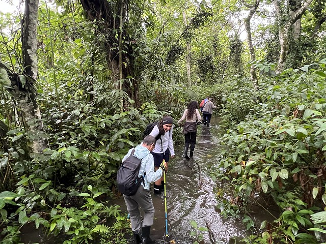 Caminata por las pasarelas inundadas de Bigodi (Uganda)