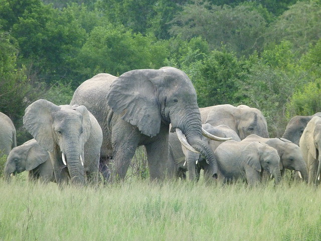 Elefantes en el Parque Nacional Queen Elisabeth (Uganda)