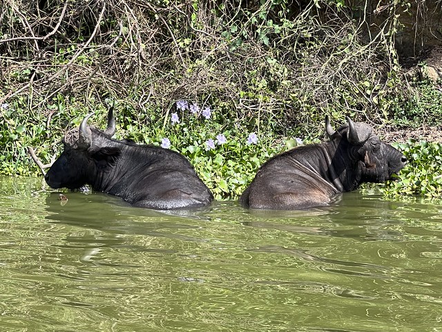 Búfalos en el Canal de Kazinga (Uganda)