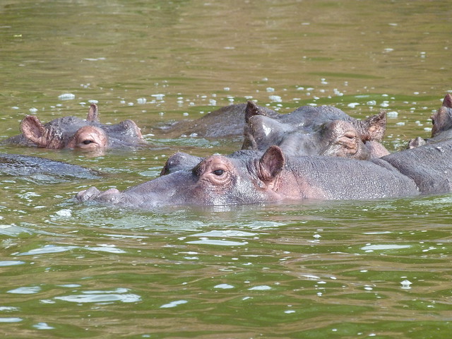 Hipopótamos en el Canal de Kazinga (Uganda)