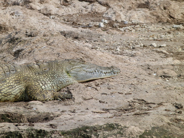 Cocodrilo en el Canal de Kazinga (Uganda)