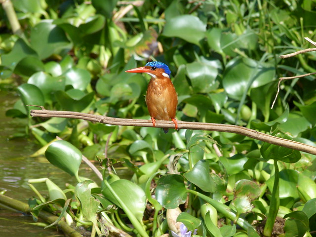 Martín pescador malaquita (Canal de Kazinga, Uganda)