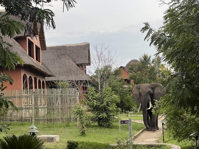 Elefante entra en nuestro hotel de Queen Elisabeth National Park (Uganda)