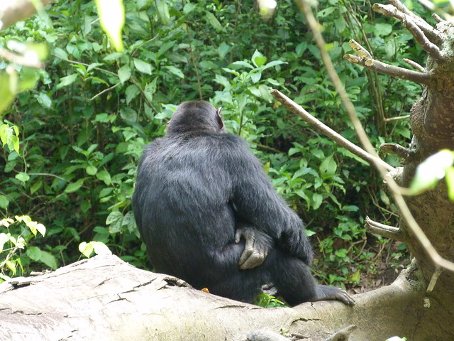Chimpancé en la Garganta de Kyambura (Uganda)