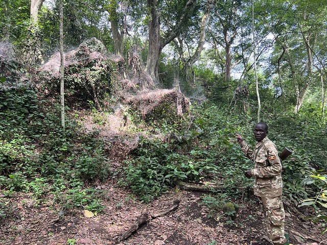 Telas de araña gigantes en la Garganta de Kyambura (Uganda)