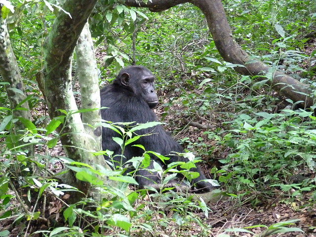 Chimpancé en la Garganta de Kyambura (Uganda)