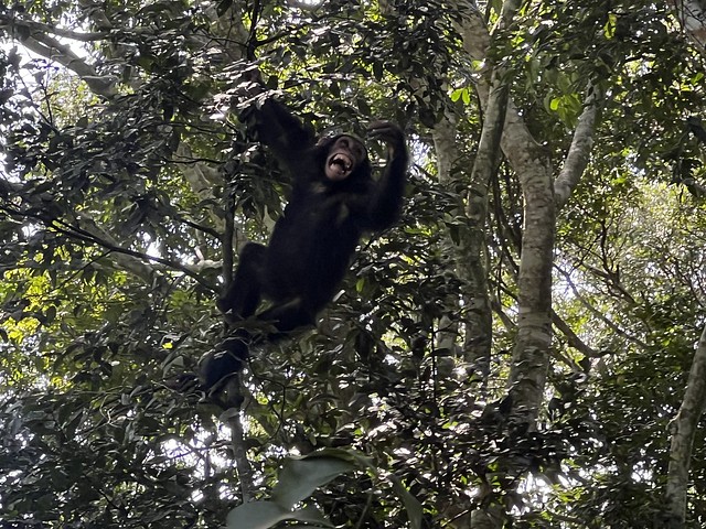 Chimpancé en la Garganta de Kyambura (Uganda)
