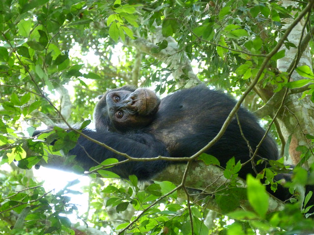 Chimpancé en la Garganta de Kyambura (Uganda)