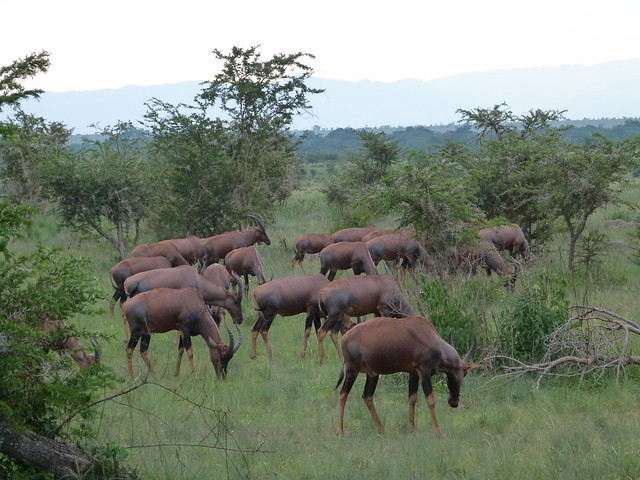 Topis en Ishasha (Queen Elisabeth National Park, Uganda)