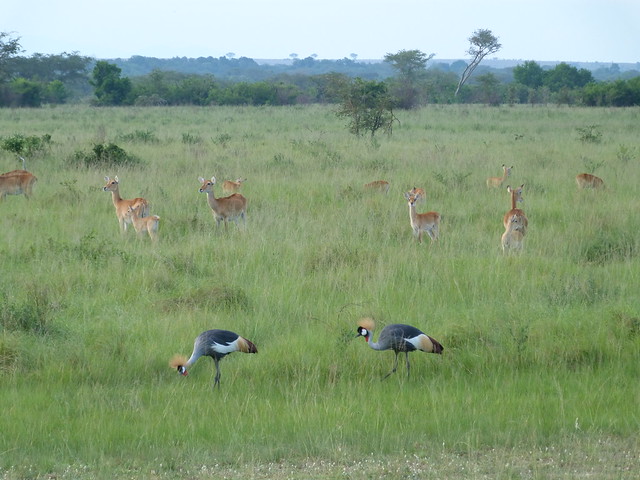 Kobos de Uganda y grullas coronadas en el sector de Ishasha (Queen Elisabeth National Park)