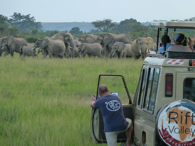 Viendo elefantes en el sector de Ishasha (Parque Nacional Queen Elisabeth, Uganda)