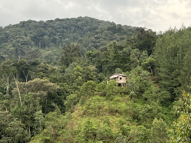 Bosque Impenetrable de Bwindi (Uganda)