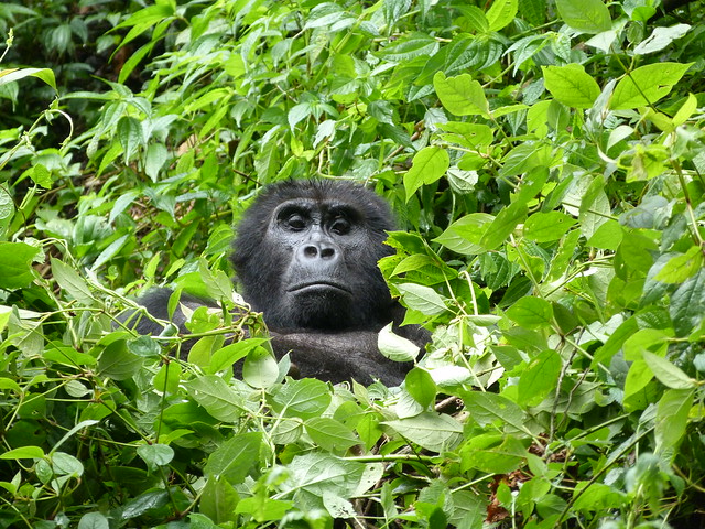 Gorila de montaña en Bwindi (Uganda)