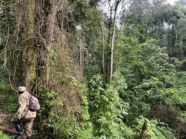 Así de frondoso es el Bosque Impenetrable de Bwindi (Uganda)