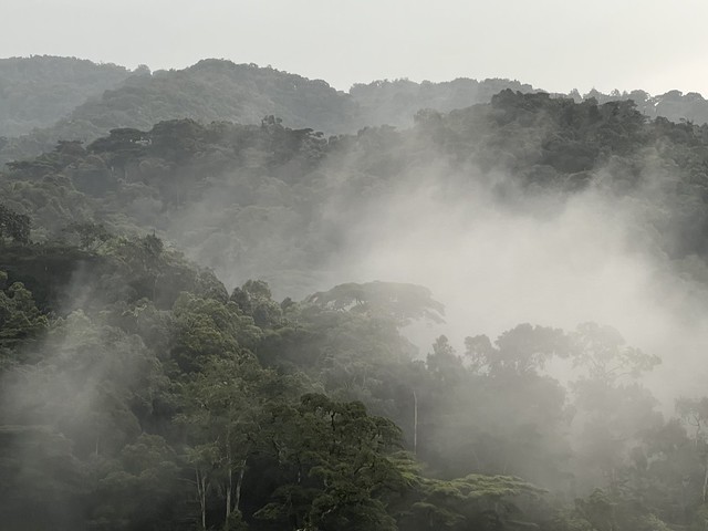 Bosque Impenetrable de Bwindi, uno de los grandes atractivos que visitar en Uganda