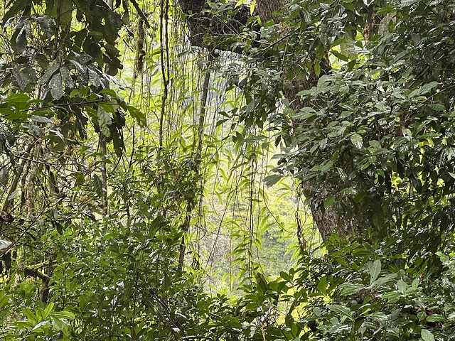 Detalle del Bosque Impenetrable de Bwindi en Uganda
