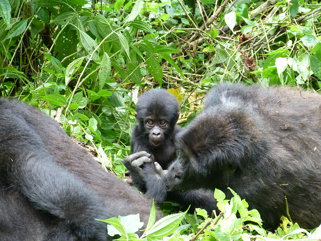 Gorilas de montaña en Bwindi (Uganda)