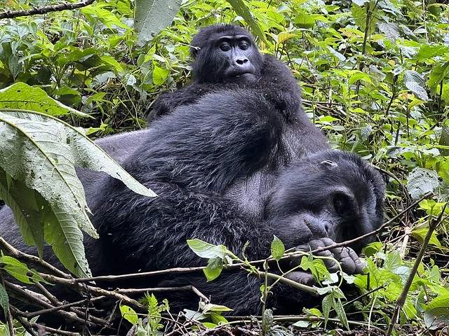 Gorilas de montaña, una buena razón para viajar a Uganda