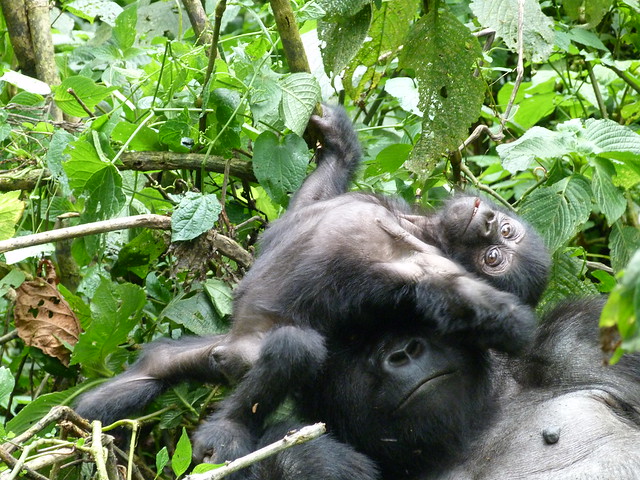 Gorilas en Bwindi, Uganda