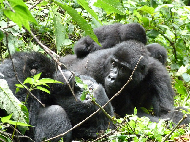 Gorilas de montaña en Bwindi (Uganda)