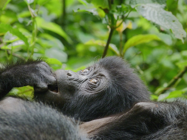 Gorila en Uganda (Consejos para viajar a Uganda - Guía de viaje)
