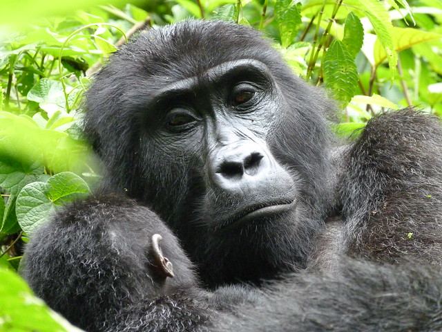 Gorila de montaña en Bwindi (Uganda)