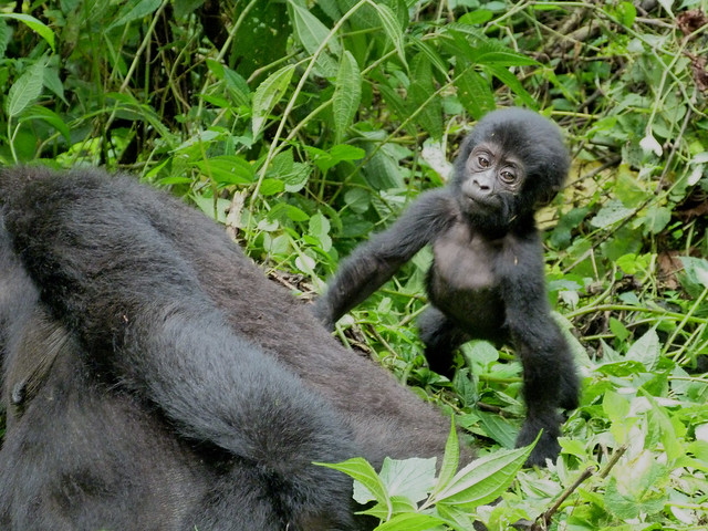 Gorilas de montaña en Uganda