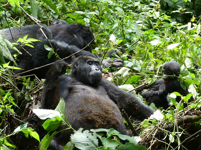 Gorilas de montaña en Uganda