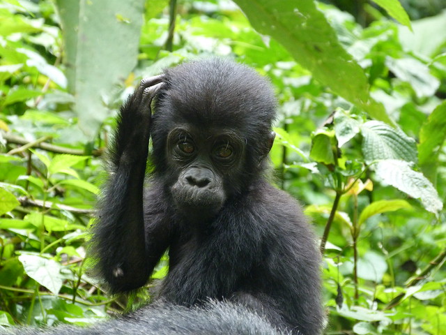 Gorila de montaña en Uganda