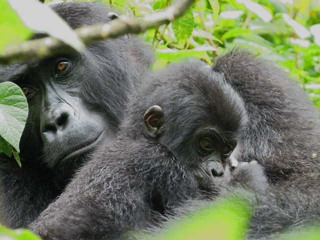 Gorilas en Uganda (Ruta del viaje a Uganda)