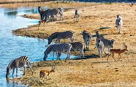 Safari en el Parque Nacional de Kruger