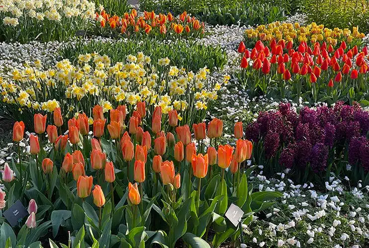 Tulipanes en Holanda